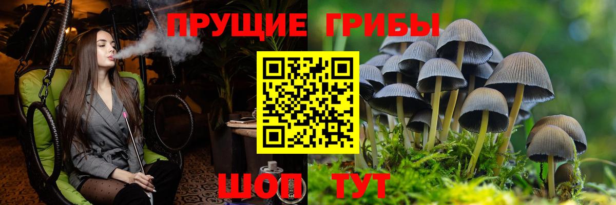 Псилоцибиновые грибы Cubensis  Вход с VPN  Ставрополь 